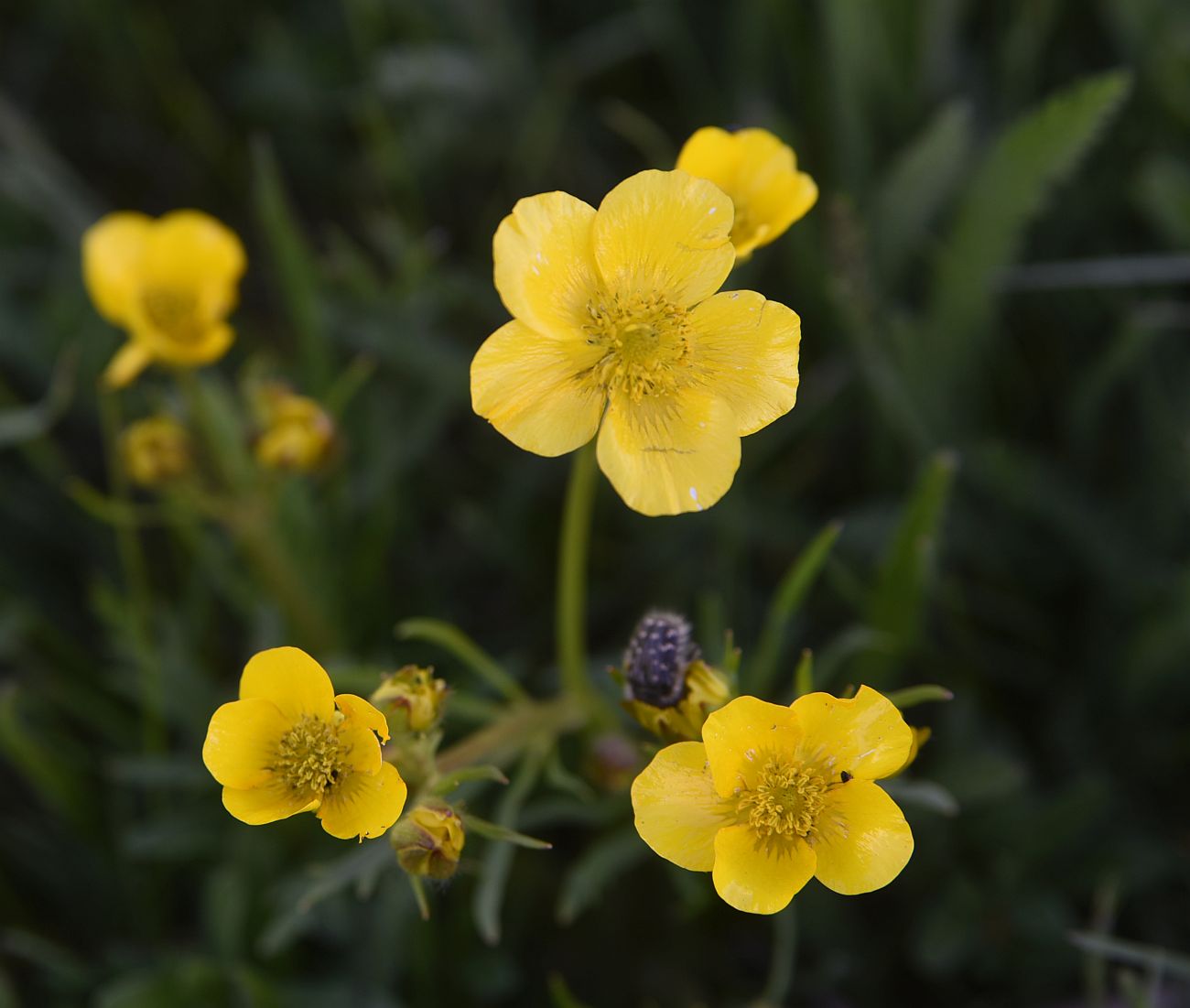 Изображение особи род Ranunculus.