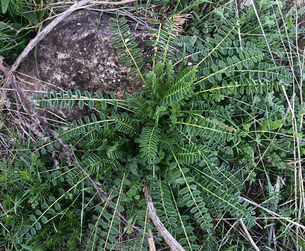 Изображение особи Astragalus galegiformis.