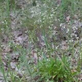 Silene nutans