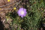 Amberboa glauca. Соцветие. Турция, ил Ыгдыр, подножие ур. Красные горы, дно сухого водотока на границе с глинистой пустошью. 19 мая 2025 г.