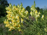 Linaria vulgaris