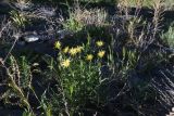 genus Tragopogon