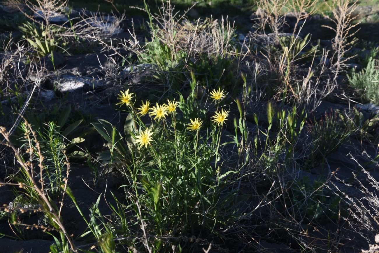 Image of genus Tragopogon specimen.
