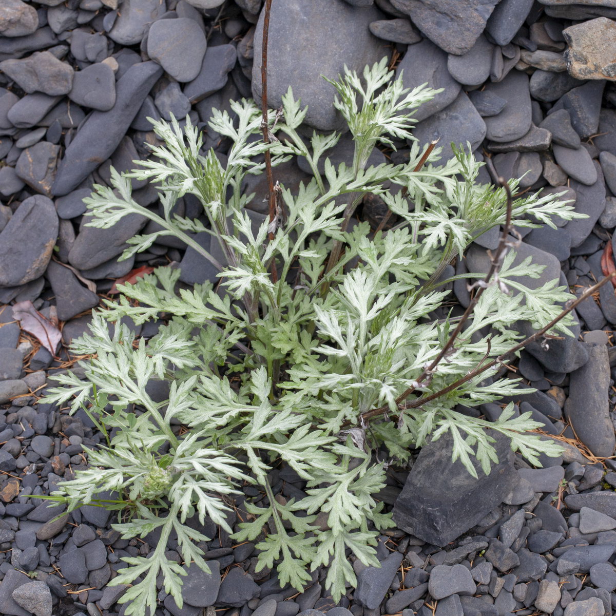 Image of Artemisia glomerata specimen.