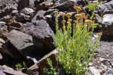 Rhodiola gelida. Плодоносящее растение. Таджикистан, Горно-Бадахшанская автономная обл., Рушанский р-н, Северо-Аличурский хр., окр. оз. Шадау, дол. р. Шадау, выс. ≈ 3500 м н.у.м., каменистый склон долины. 4 июля 2025 г.