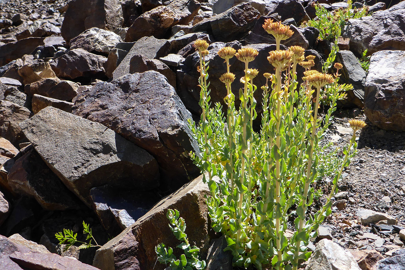 Изображение особи Rhodiola gelida.