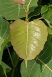 Ficus religiosa. Лист. Израиль, г. Бат-Ям, в озеленении. 06.05.2025.