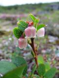 Vaccinium uliginosum subspecies microphyllum. Верхушка цветущего растения. Коми, Интинский р-н, пос. Желанный, Приполярный Урал, долина р. Балбанью, берег оз. Бол. Балбанты. 12.07.2010.