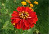 Zinnia elegans. Соцветие (махровая форма). Московская обл., Раменский р-н, окр. дер. Хрипань, садовый участок. 15.08.2025.