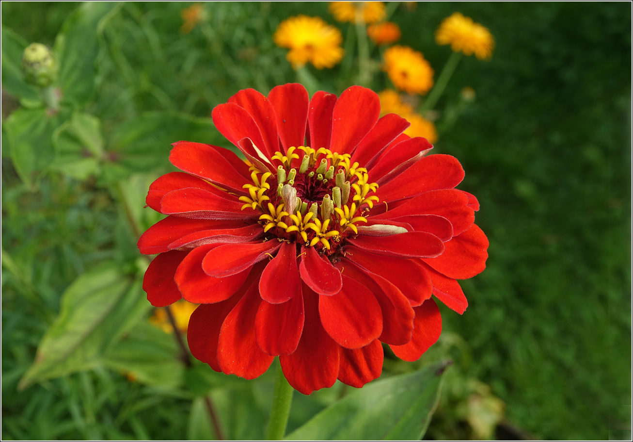 Изображение особи Zinnia elegans.
