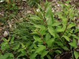 Lycopus uniflorus