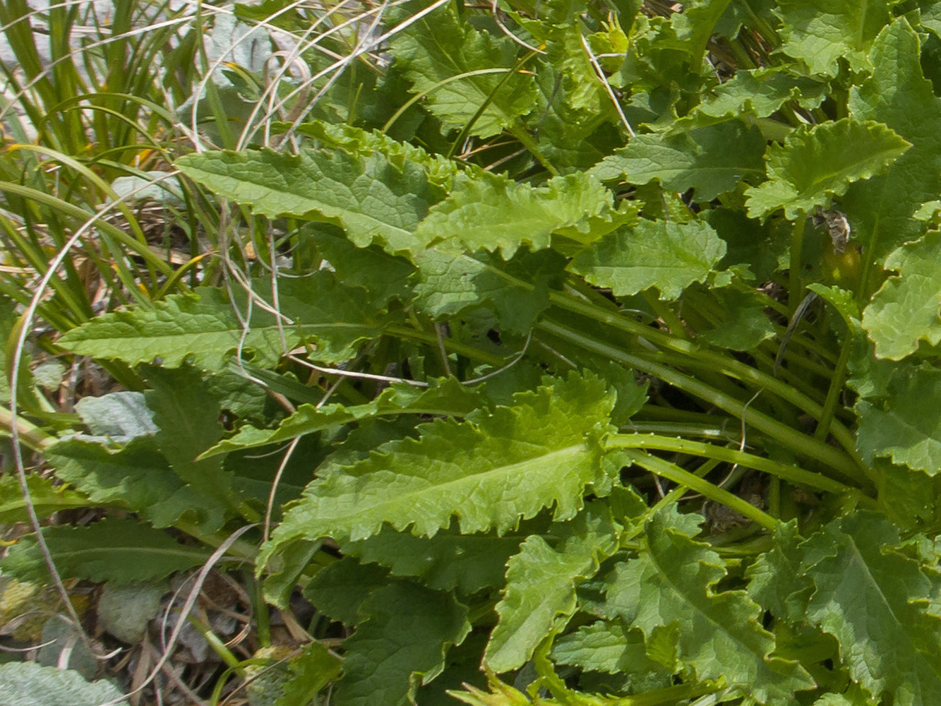 Image of genus Campanula specimen.