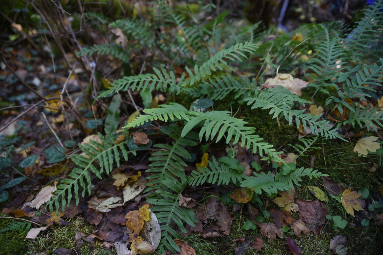 Изображение особи род Polypodium.