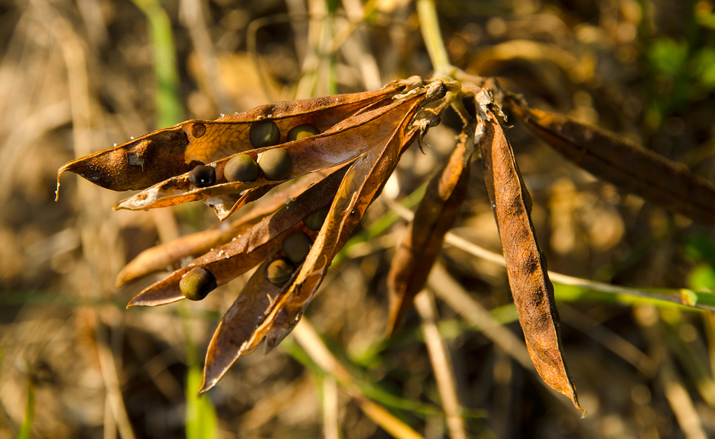 Image of Lathyrus japonicus ssp. pubescens specimen.