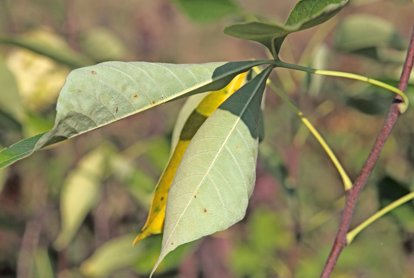 Изображение особи Ptelea trifoliata.