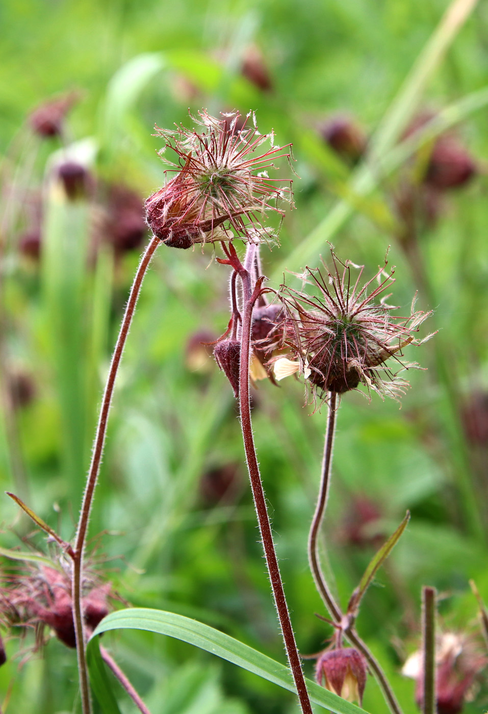 Image of Geum rivale specimen.