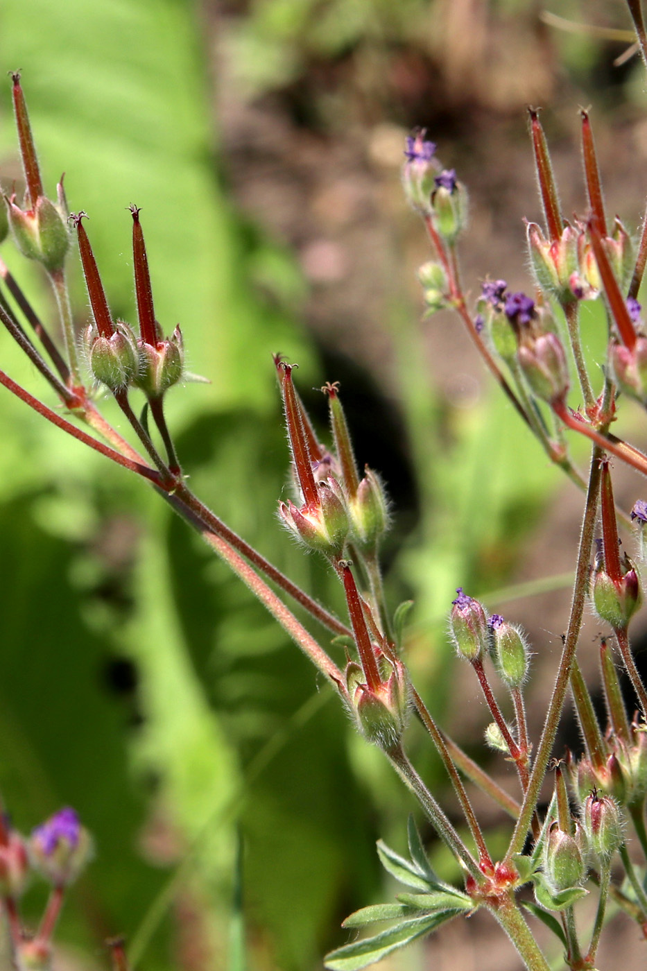Изображение особи Geranium tuberosum.
