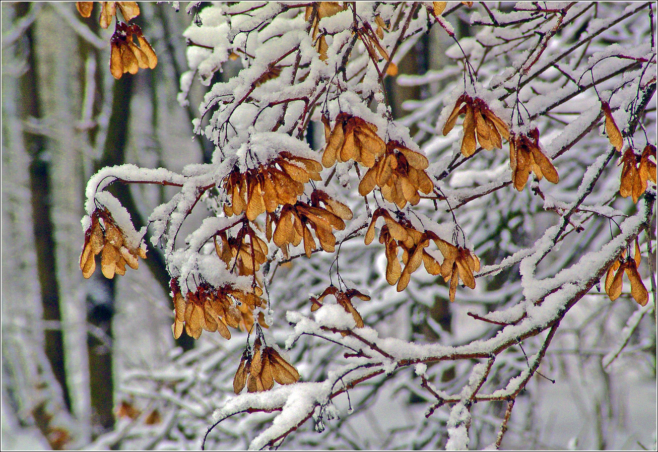 Изображение особи Acer platanoides.