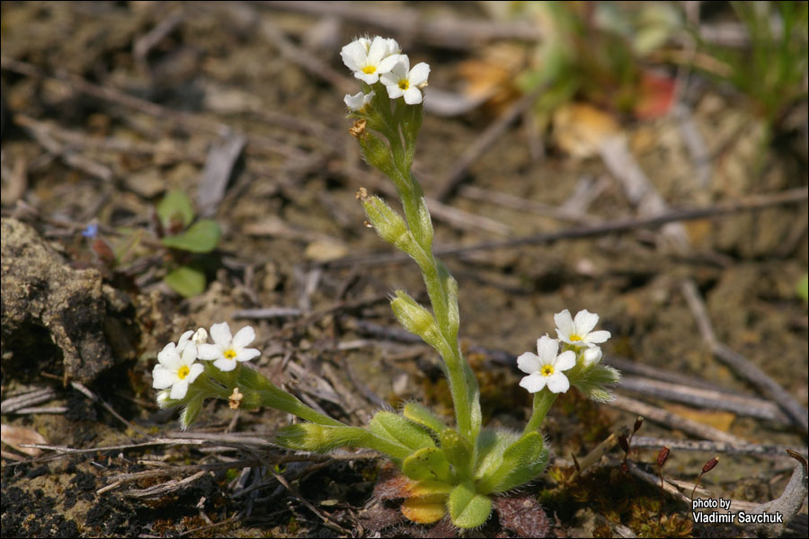 Image of Myosotis litoralis specimen.