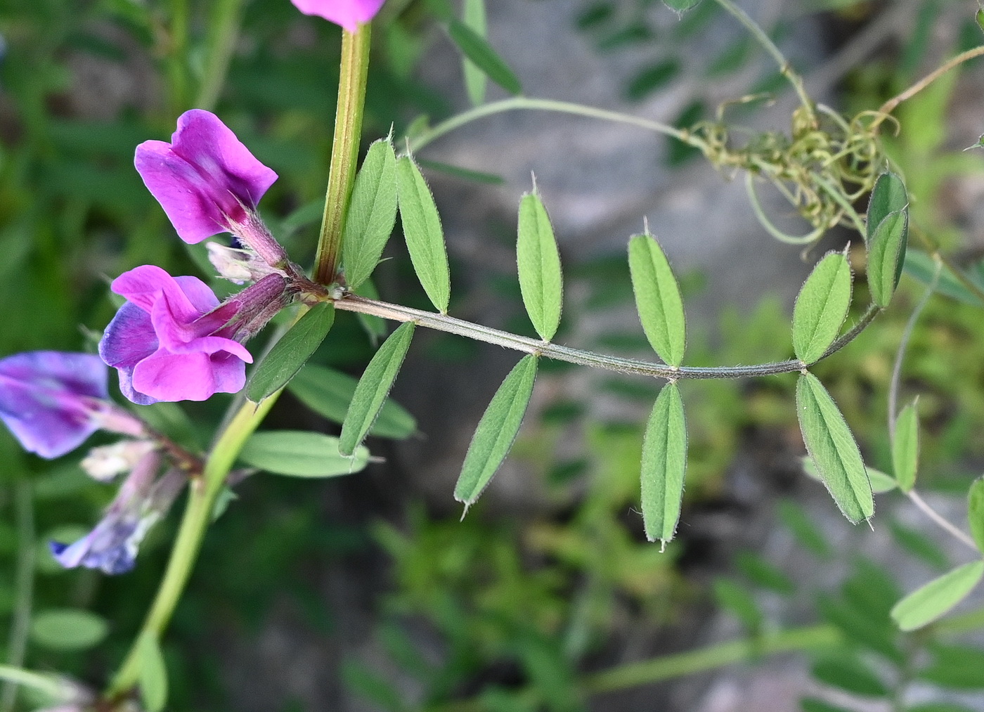 Image of genus Vicia specimen.