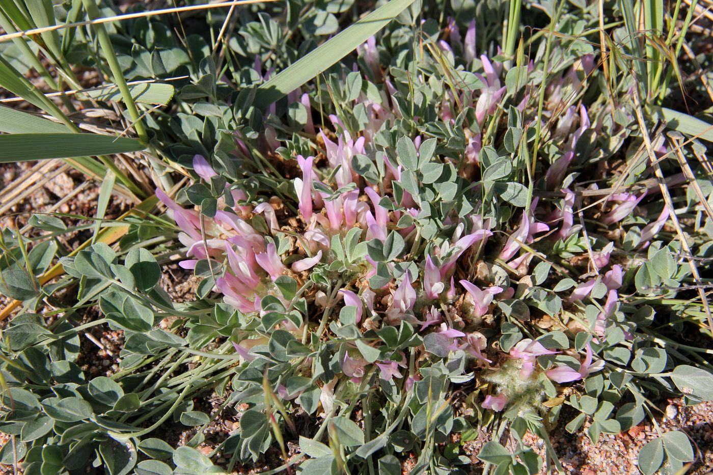Image of Astragalus borodinii specimen.