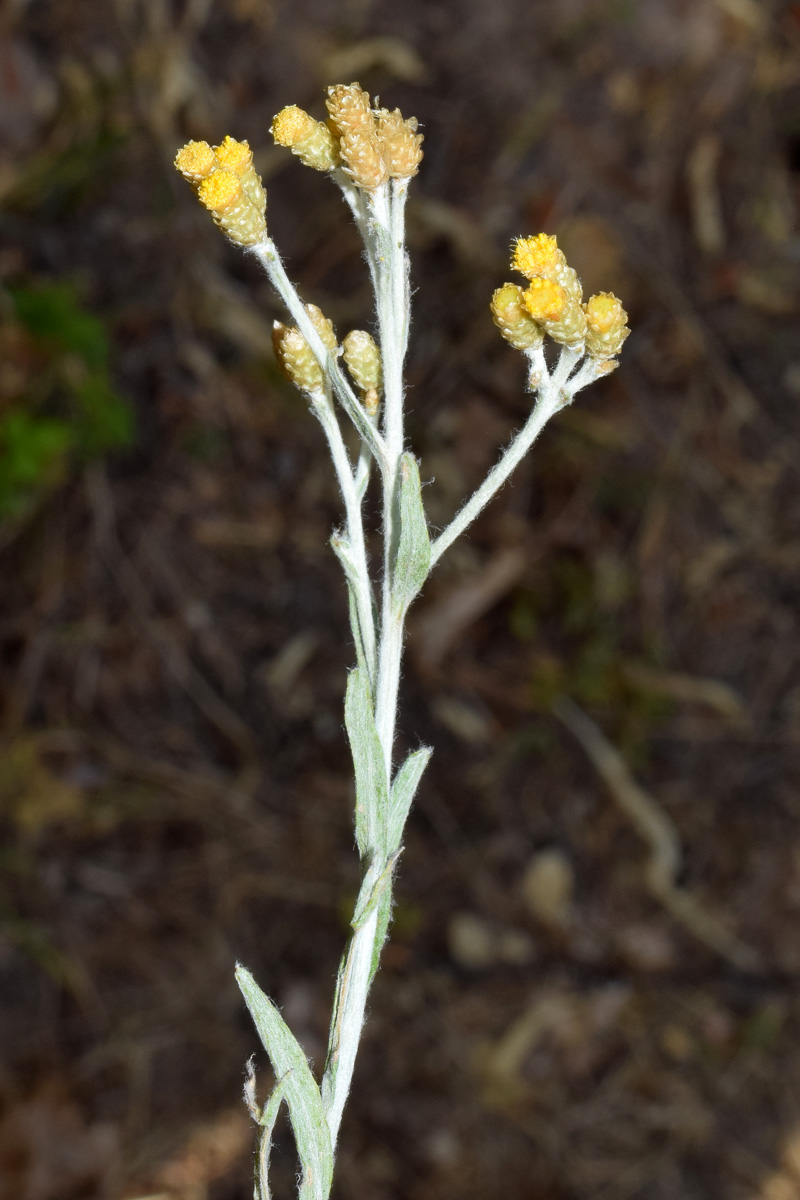 Image of Helichrysum mussae specimen.