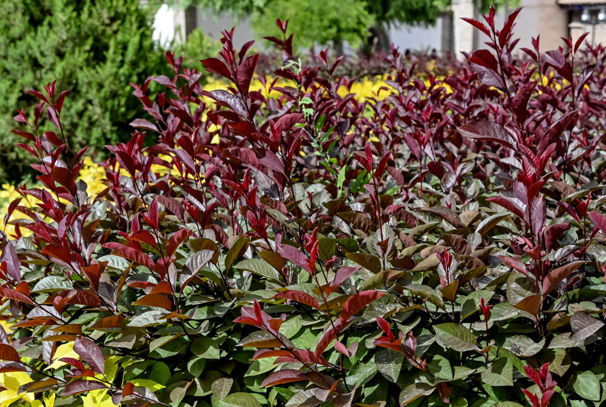 Изображение особи Photinia × fraseri.