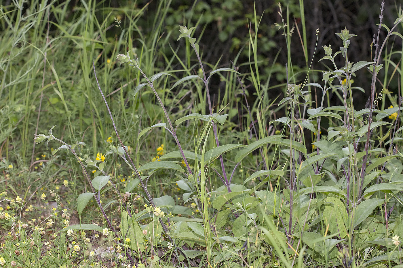 Изображение особи Salvia tomentosa.