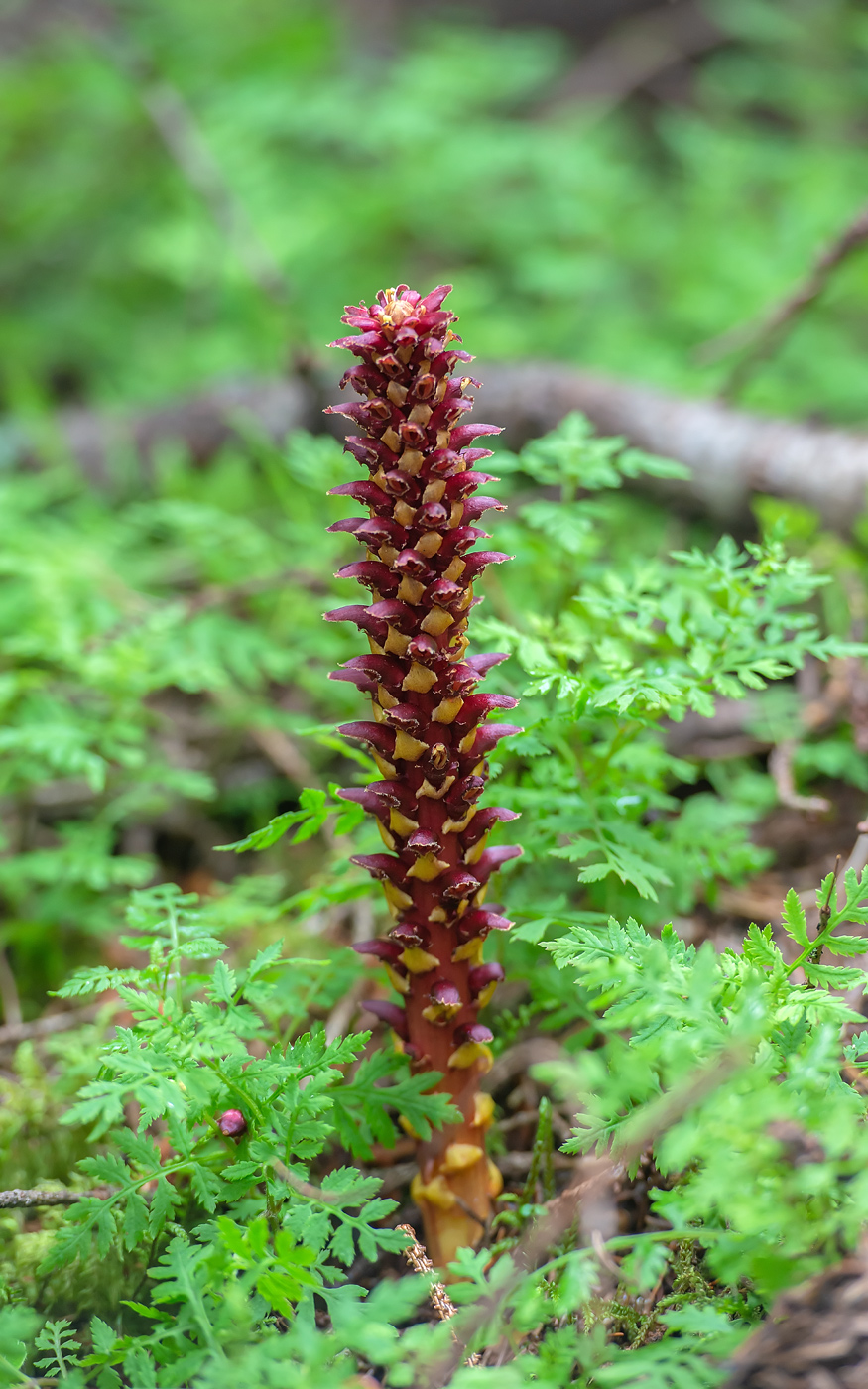Изображение особи Boschniakia rossica.