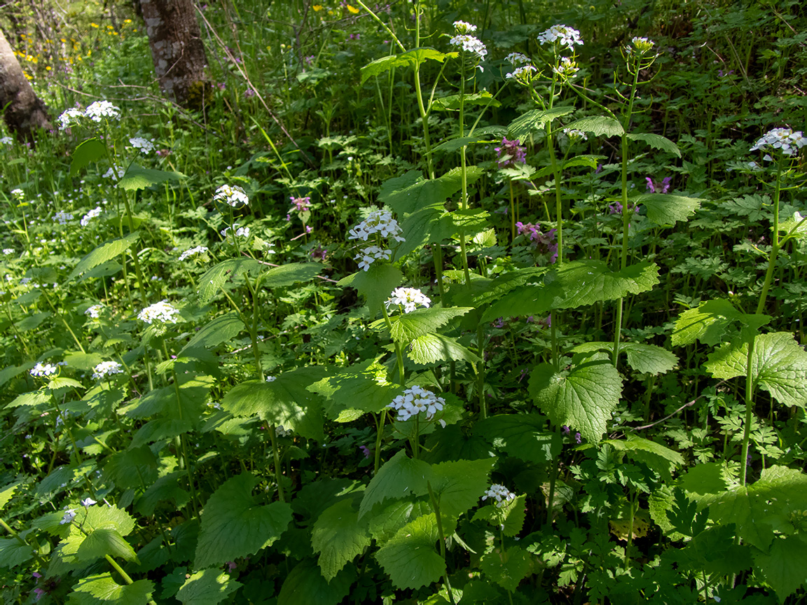 Image of Alliaria petiolata specimen.