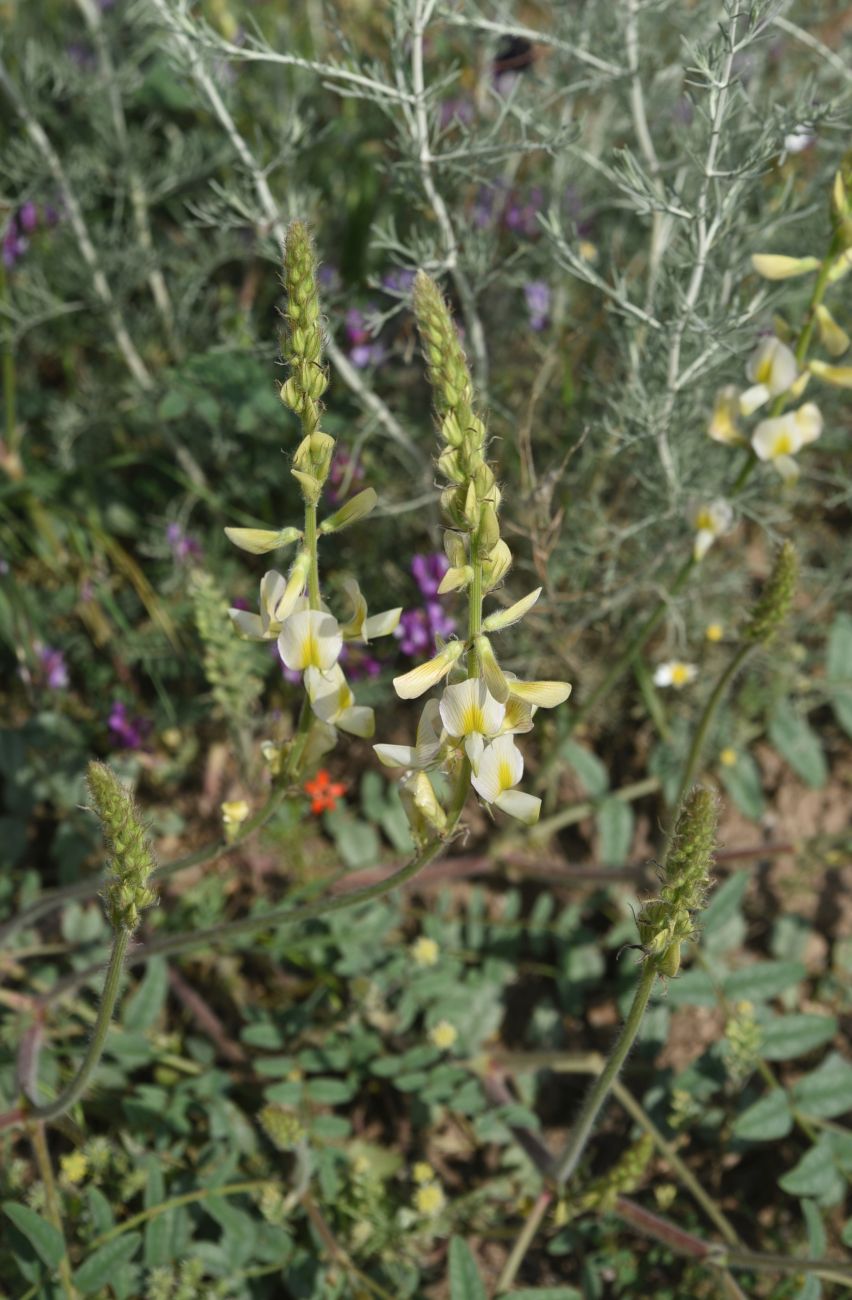 Image of Onobrychis radiata specimen.