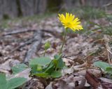 Doronicum orientale. Цветущее растение. Краснодарский край, Крымский р-н, окр. станицы Неберджаевская, ур. Темрючки, буково-грабово-дубовый лес. 21.03.2026.