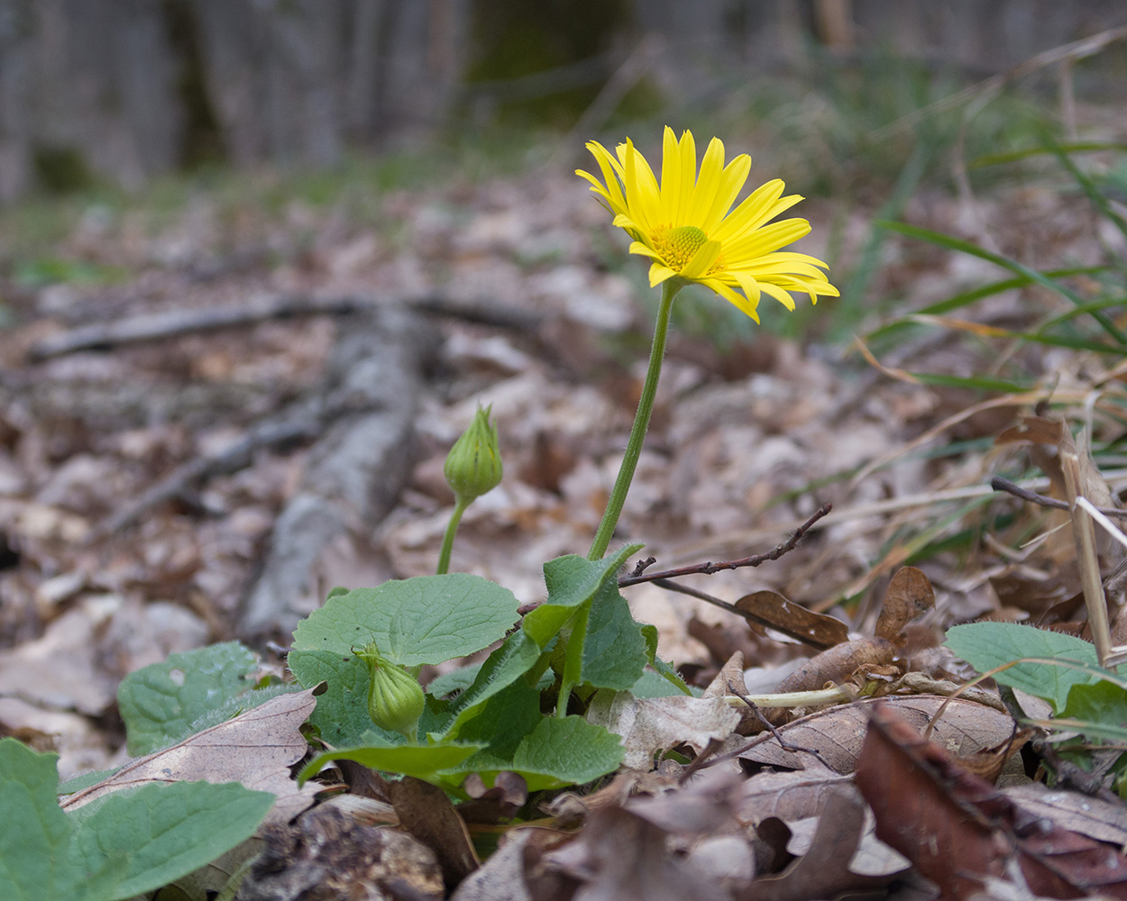 Image of Doronicum orientale specimen.