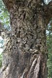 Quercus suber. Часть ствола старого дерева. Италия, Лацио, Латина, бухта Гаэта. 08.04.2011.