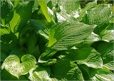 Hosta albomarginata. Листья с каплями дождя. Московская обл., Раменский р-н, окр. дер. Хрипань, садовый участок. 01.06.2012.