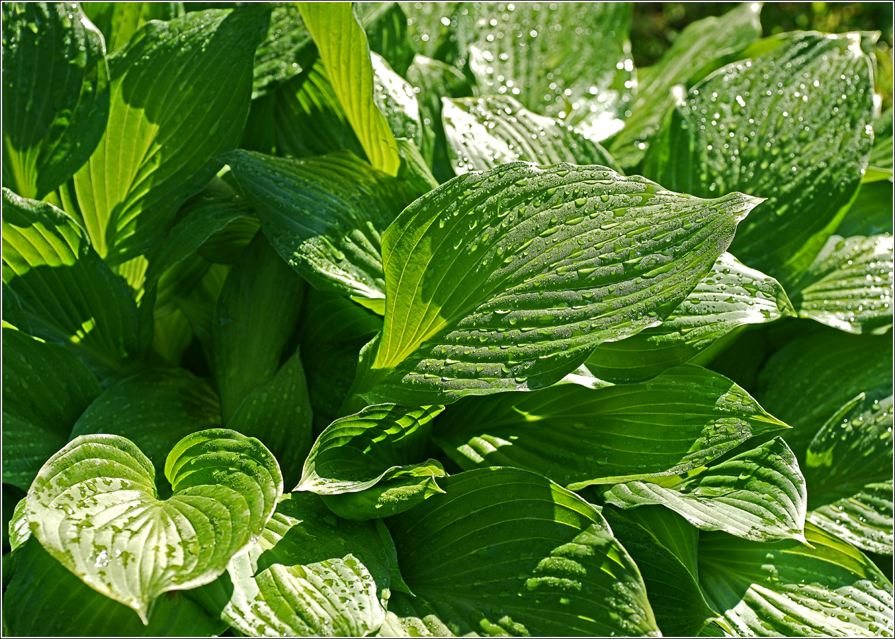 Изображение особи Hosta albomarginata.