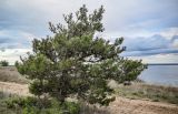 Pinus sylvestris. Взрослое дерево. Волгоградская обл., Камышинский р-н, природный парк \"Щербаковский\", степной склон. 11.04.2026.
