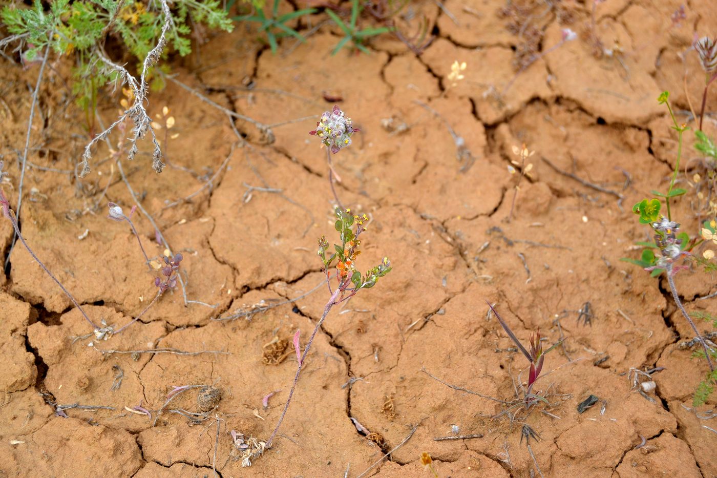 Image of Alyssum turkestanicum var. desertorum specimen.
