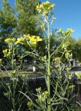 genus Erysimum