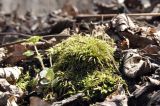 class Bryopsida. Вегетирующее растение. Приморский край, Шкотовский р-н, окр. пос. Подъяпольск, вершина сопки, широколиственный лес. 12.04.2026.