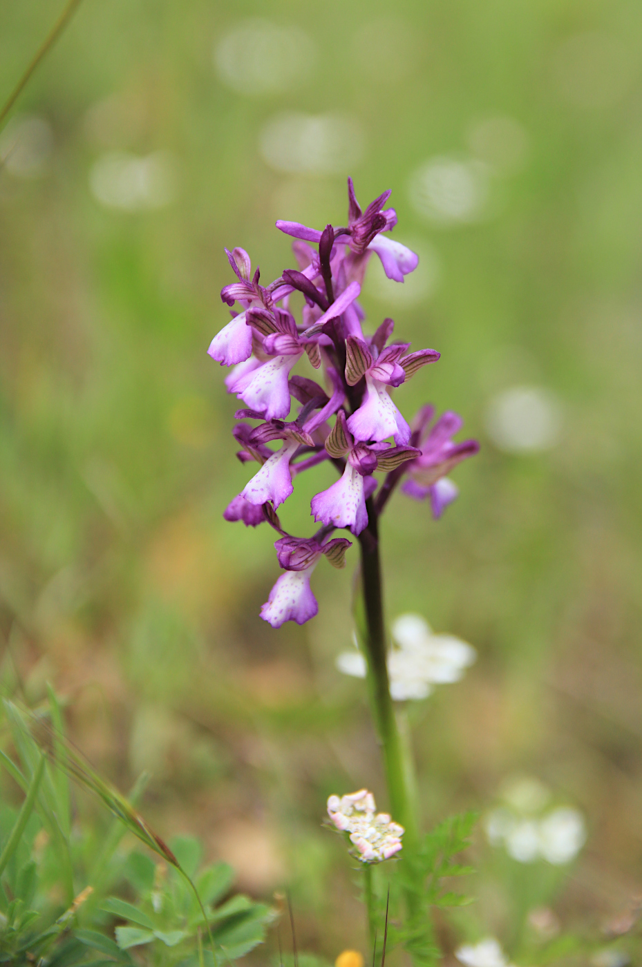 Изображение особи Anacamptis morio ssp. caucasica.