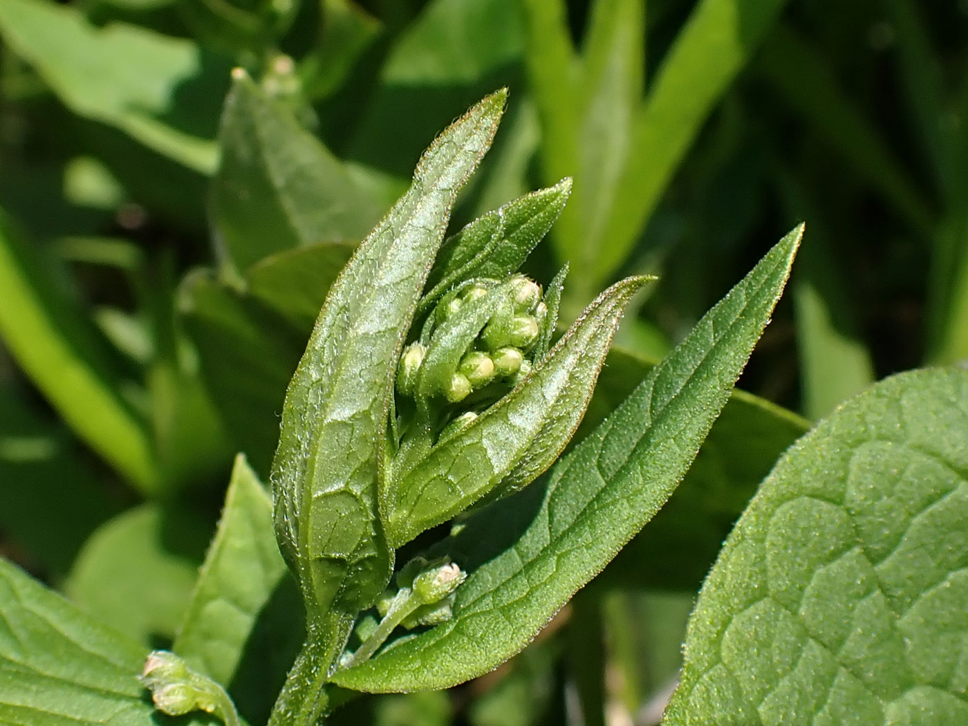 Image of Brunnera sibirica specimen.