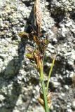 род Carex