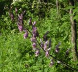 Aconitum septentrionale