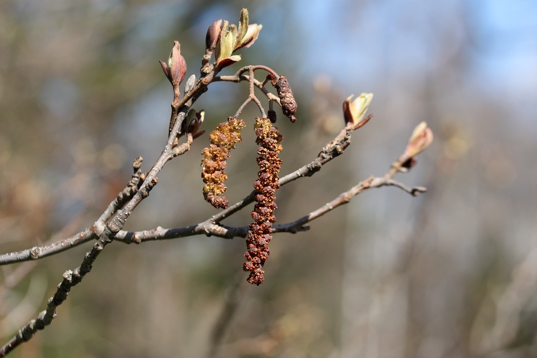 Изображение особи Alnus glutinosa.