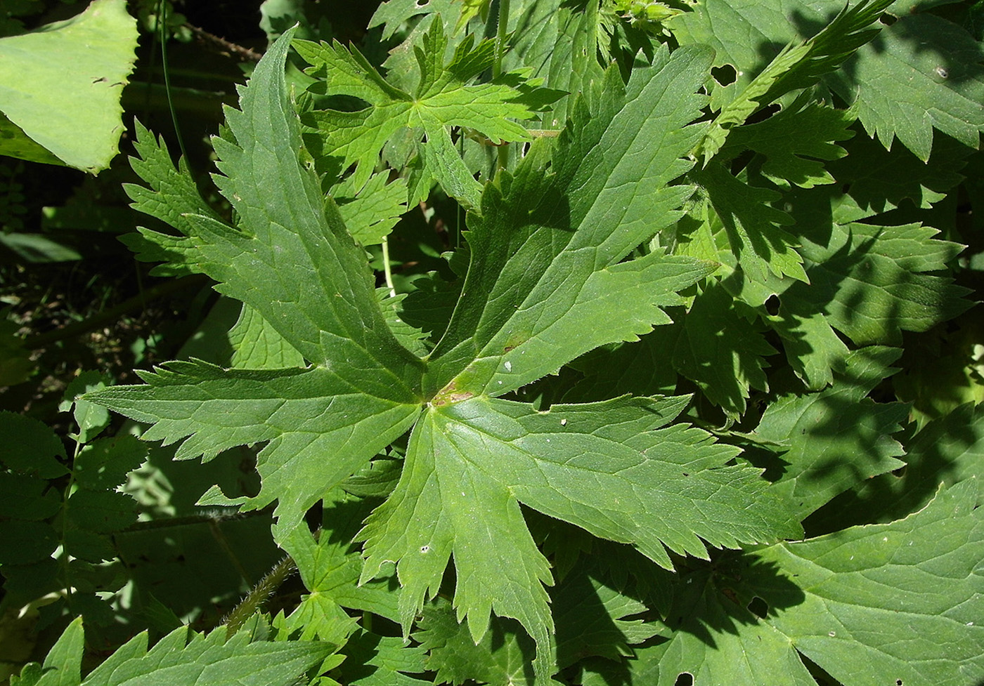 Image of Delphinium iliense specimen.