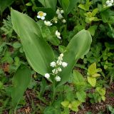 Convallaria keiskei. Цветущее растение. Хабаровский край, окр. г. Комсомольск-на-Амуре, опушка смешанного леса. 08.06.2026.