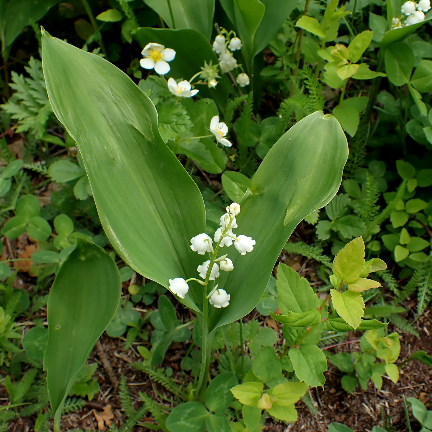 Image of Convallaria keiskei specimen.