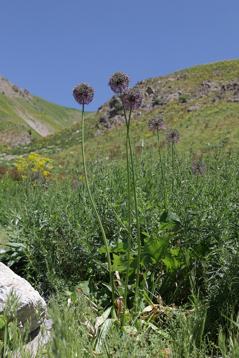 Image of genus Allium specimen.