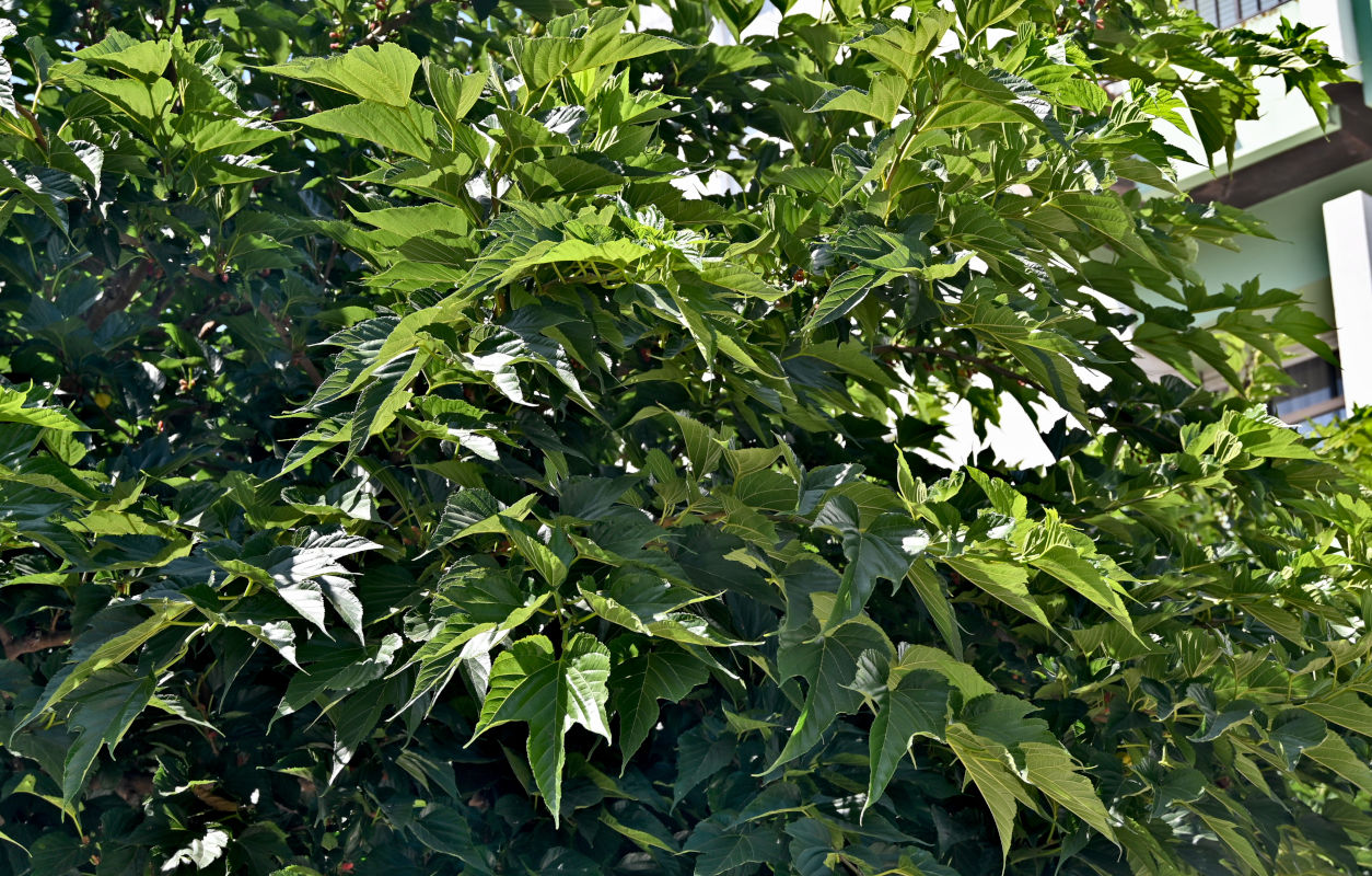 Image of Morus alba specimen.
